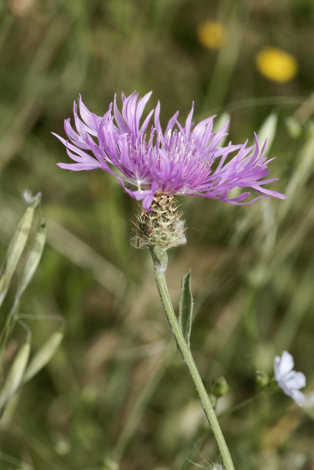 Centaurea sphaerocephala